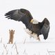 Imagen para el artículo titulado Estas son las fotos de animales más divertidas de 2021, según los Comedy Wildlife Photography Awards